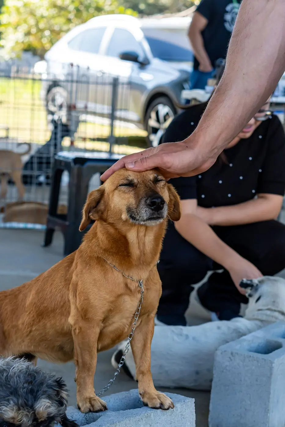 Cachorro de olhos fechados recebendo carinho na cabeça numa feira de adoção