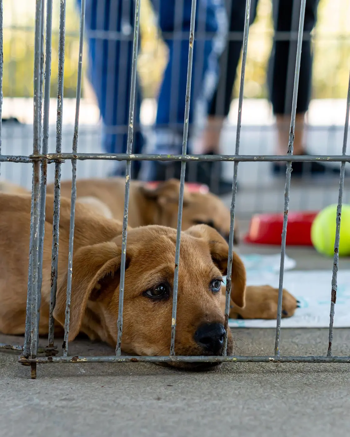 Cachorro deitado atrás da grade de um canil numa feira de adoção