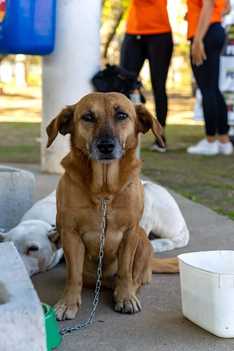 Cachorro caramelo sentado numa feira de adoção, olhando para a câmera
