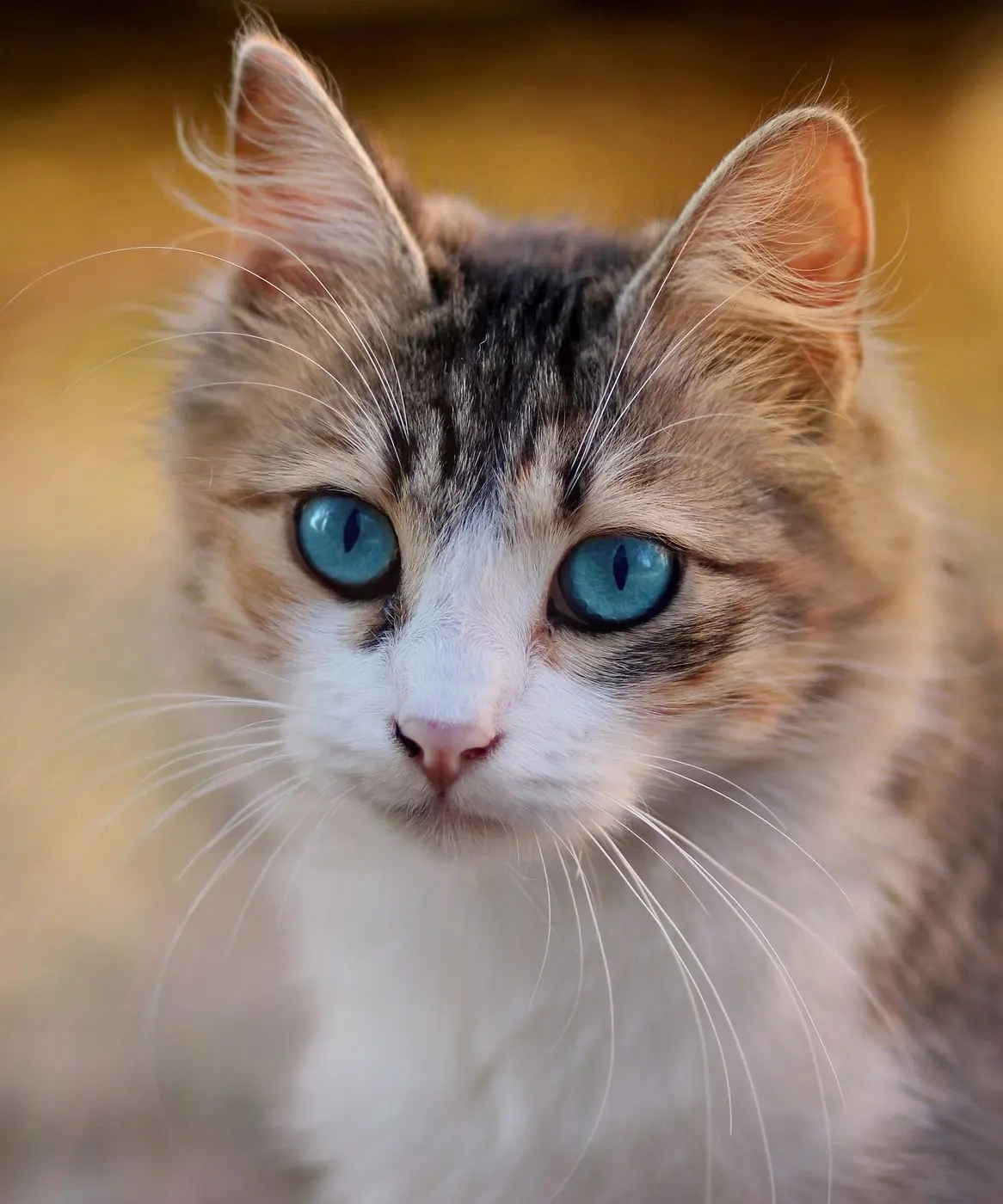 Gato rajado de olhos azuis