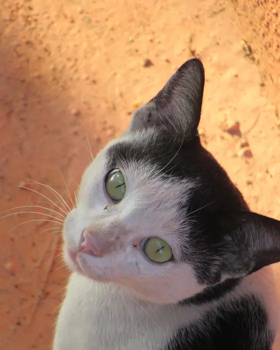 Filhote de gato branco e preto olhando para cima