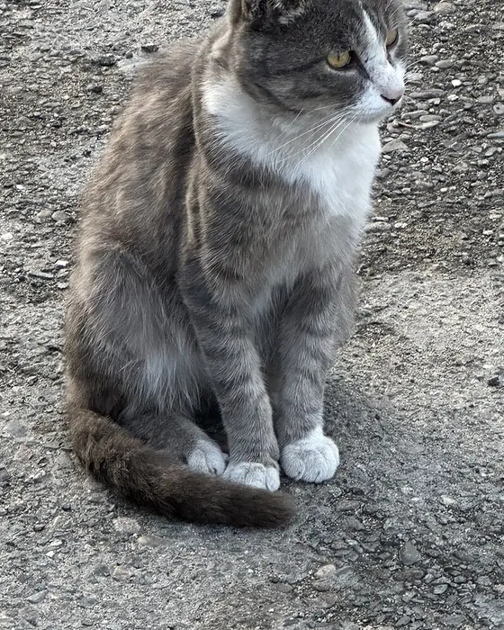 Gato cinza e branco sentado num chão de cascalho