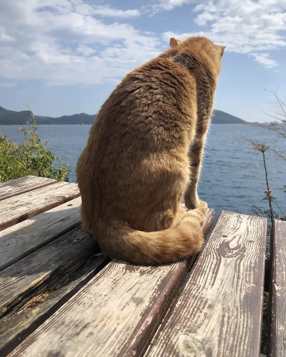 Gato tigrado sentado num banco de madeira, olhando o mar