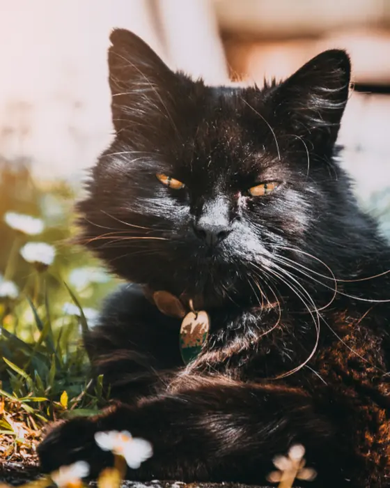 Gato preto de olhos cor de mel deitado entre flores