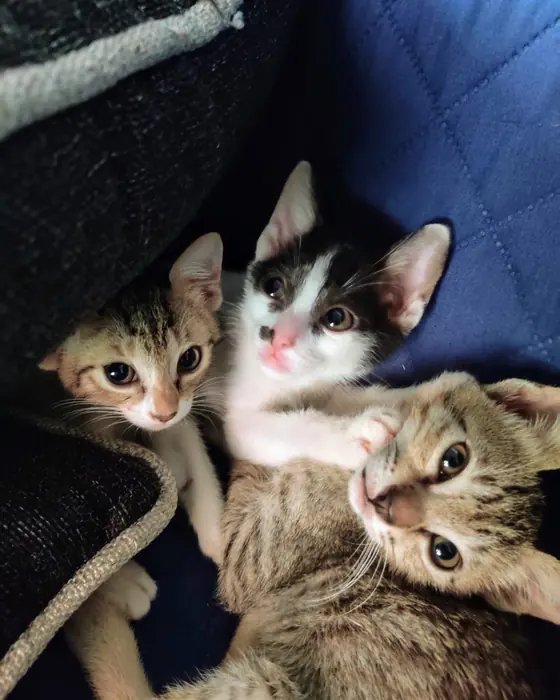 Três filhotes de gato abraçados sobre um tecido acolchoado